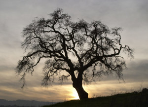 sundown-tree