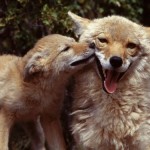 coyotes[1]